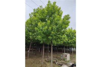 白蠟的移植準(zhǔn)備工作和具體實(shí)施過程